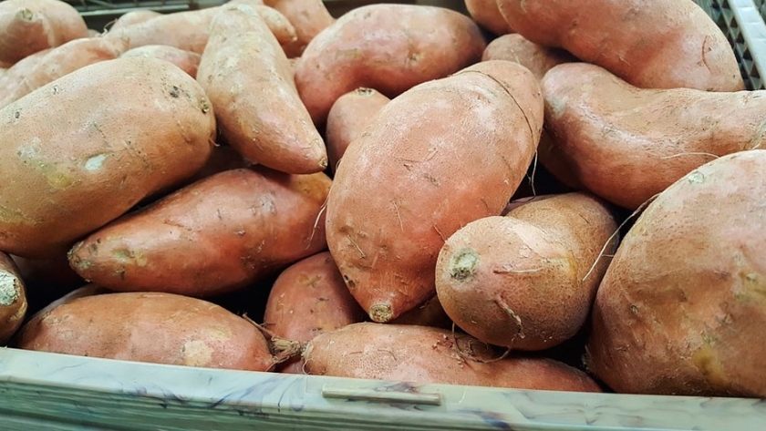 En San Luis, se renuevan las opciones de batata