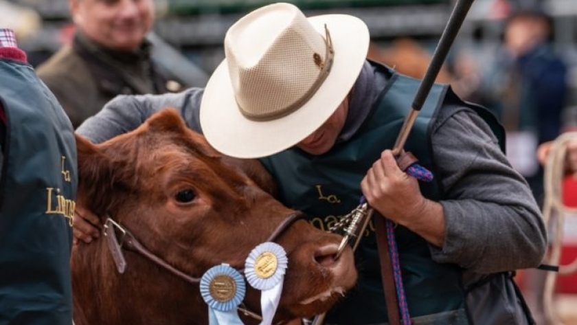 Limangus: la raza bovina más buscada por su alta fertilidad y rendimiento