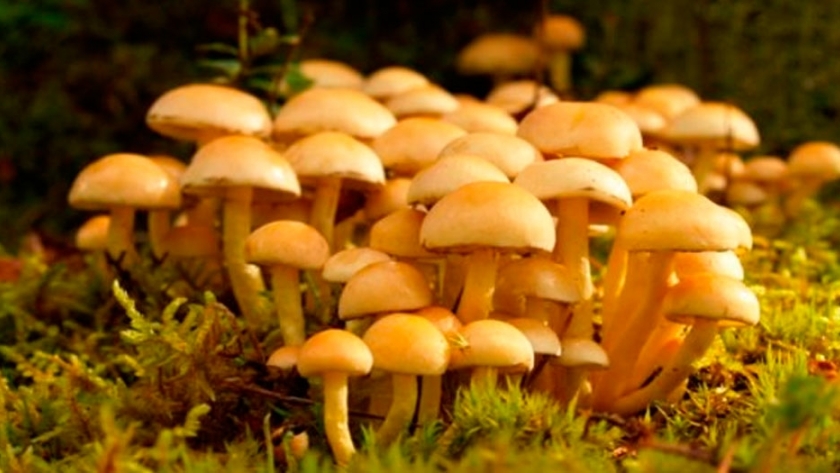 Hongos comestibles: buscan determinar antioxidantes de las auricularias de Misiones