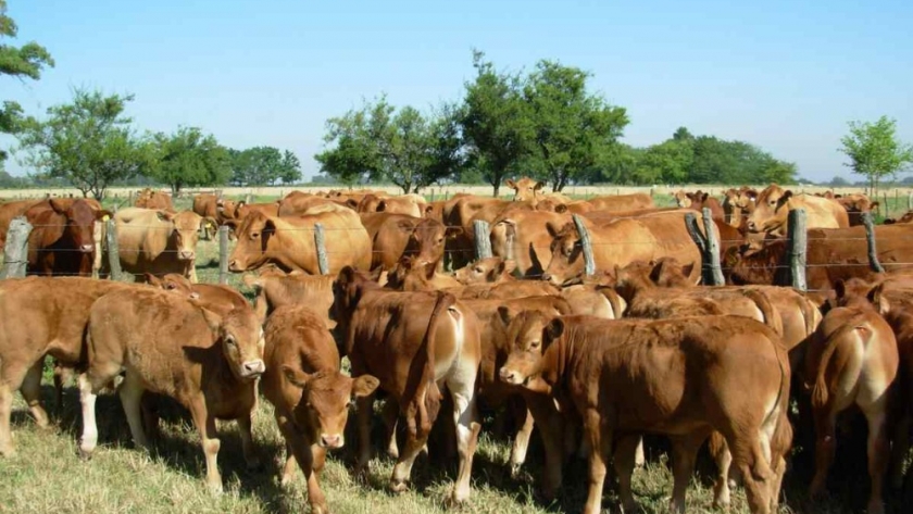 Claves para el cruzamiento en bovinos de carne