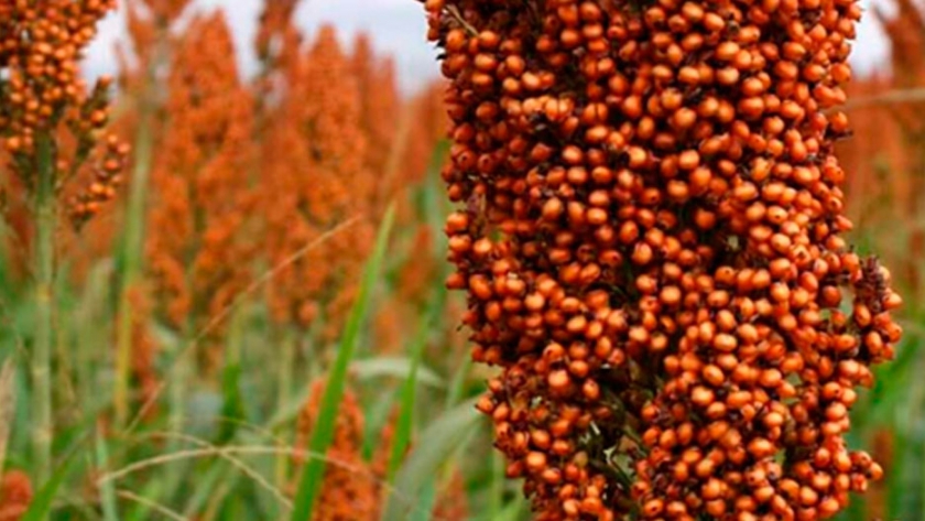 China viene por el sorgo: más compras por las disputas con Estados Unidos y Australia