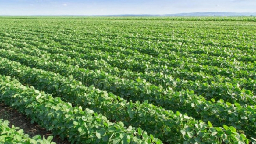 El MGAP exhorta a tomar cuidados con aplicaciones en momentos de floración