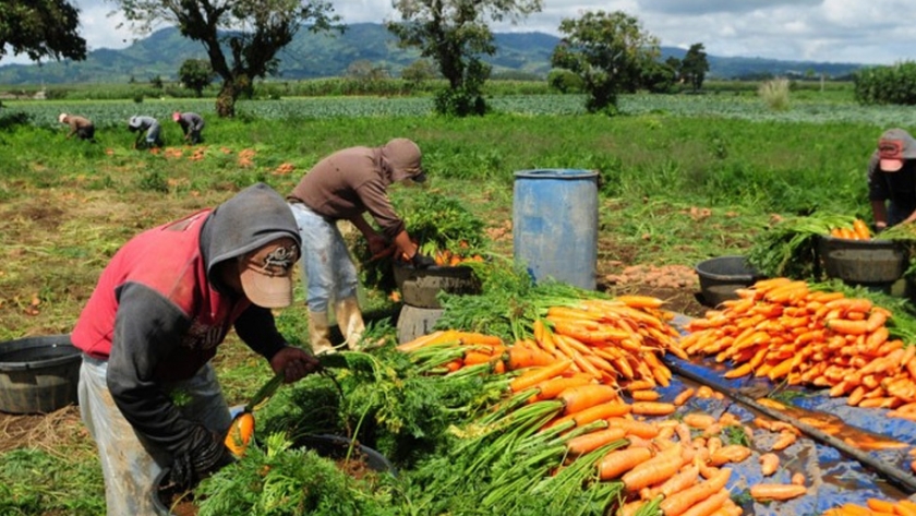 Se editó un informe estadístico sobre la Agricultura Familiar en Patagonia Norte