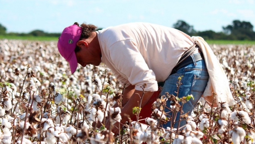 Se recomienda destruir los rastrojos de algodón después de cosechar