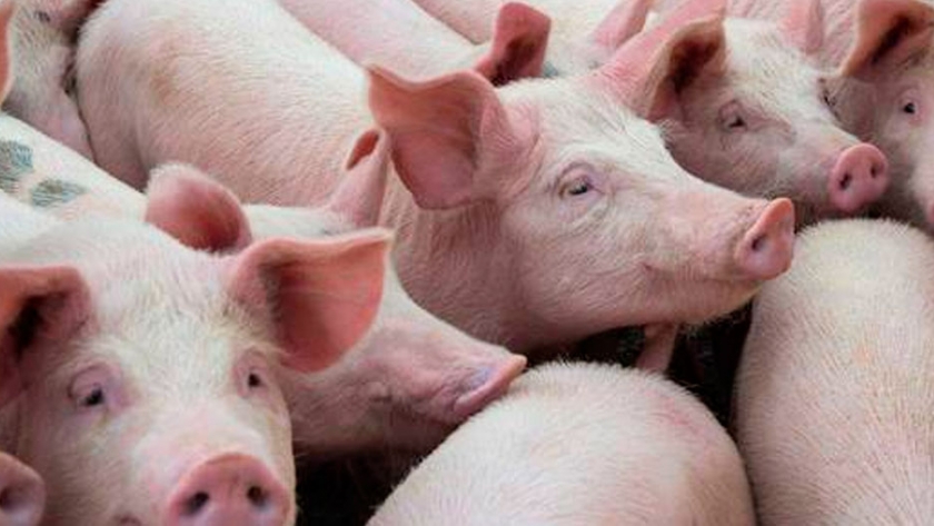 Situación actual y perspectivas del sector porcino