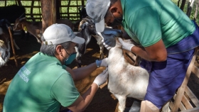 Finalizaron los trabajos de asistencia sanitaria a los grupos de pequeños productores caprinos del norte provincial