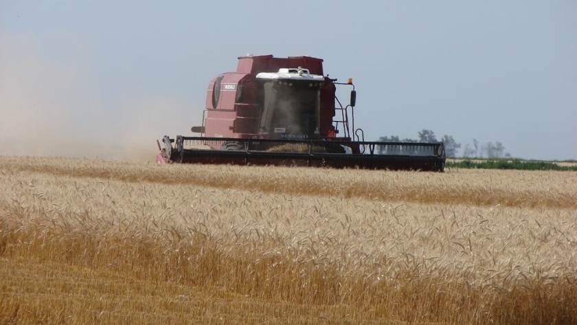 Un respiro para la economía: el trigo y la cebada traerían 70% más divisas que el año pasado