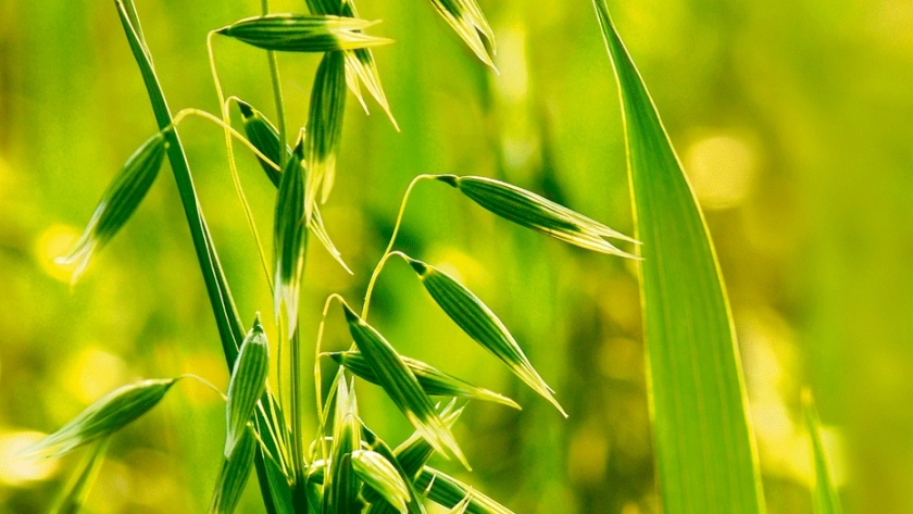 Evalúan rendimientos de materia seca de avena