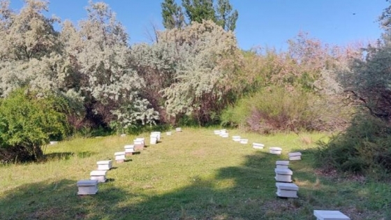<Se certificó la exportación de abejas reina y acompañantes desde Río Negro a Italia y España