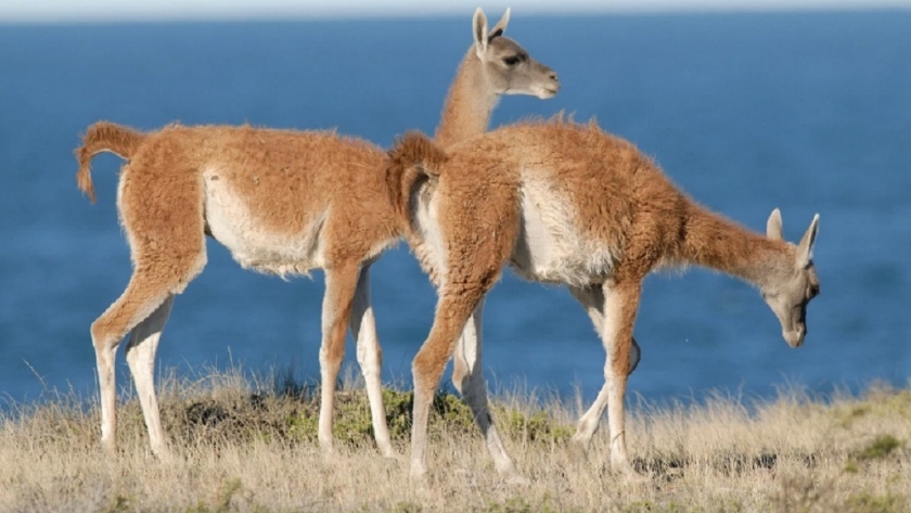 Fuerte comunicado del Conicet desmiente que el guanaco sea una amenaza ambiental