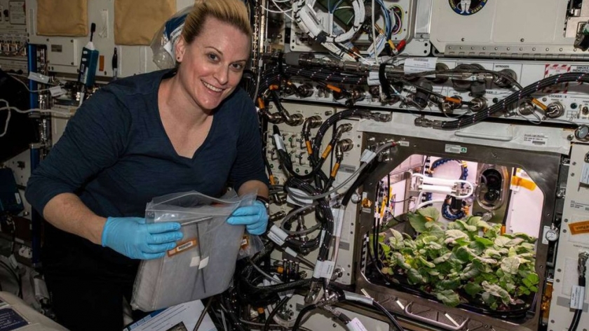 La NASA celebra que los rabanitos crecen en la Estación Espacial Internacional