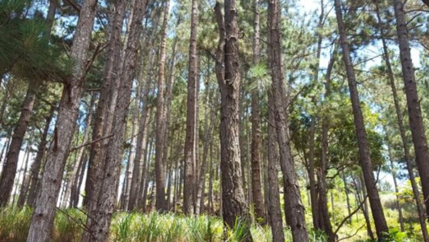 El Ministerio de Ambiente adjudicó contratos por casi 44 millones de pesos para el estudio de bosques y zonas forestales