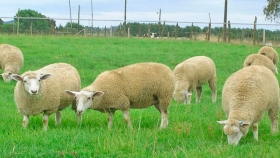 Alimentación de la reproductora ovina