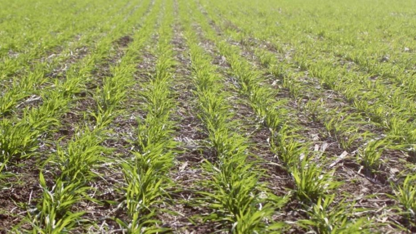 Trigo: los productores cordobeses podrían perder hasta US$360 millones por la sequía