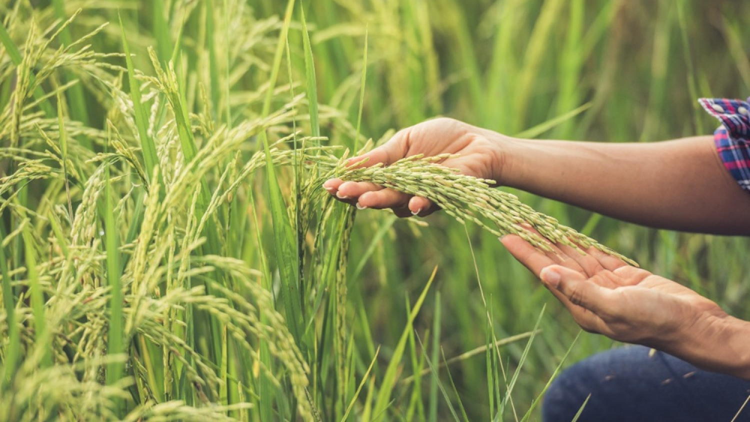 Nuevas variedades de arroz del INTA mejoran la eficiencia y sustentabilidad del cultivo