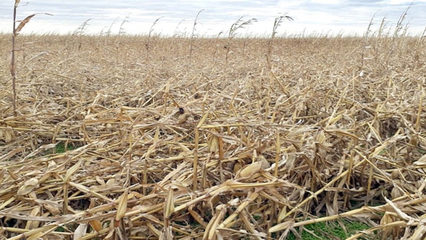 Cosecha del maíz quebrado por el viento: cómo la está haciendo Iván Lubatti