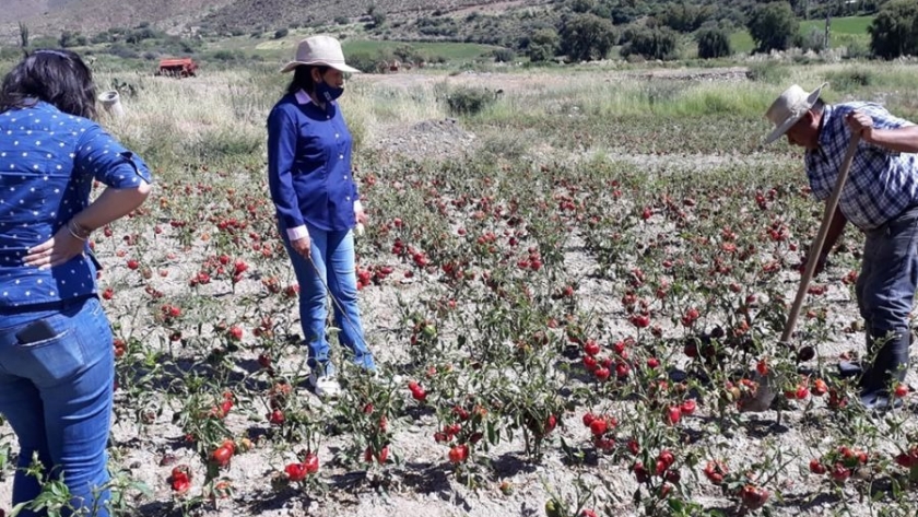 Declararon la emergencia agropecuaria para Cachi