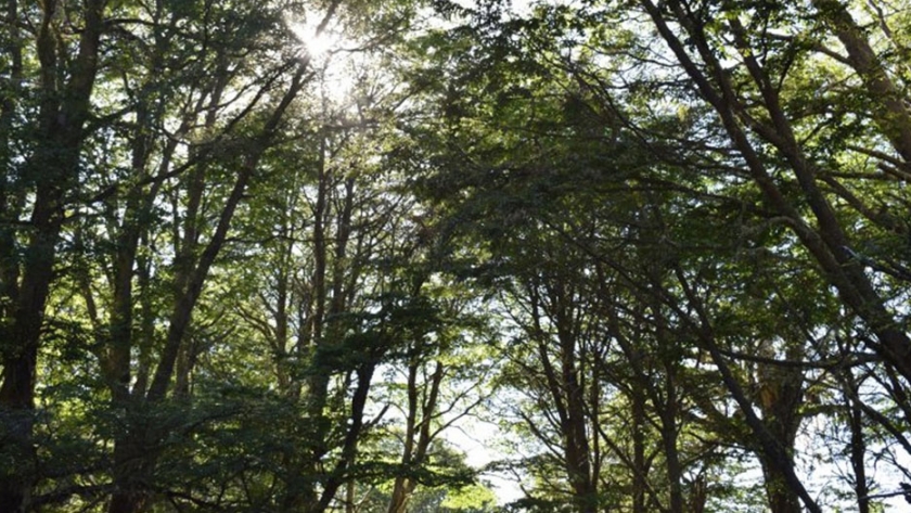 El Ministerio de Ambiente convoca a extremar el cuidado del patrimonio natural para evitar incendios