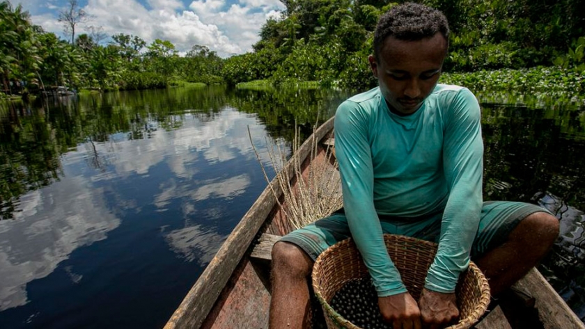 Açaí: la fruta de la Amazonía que causa furor todo el año 