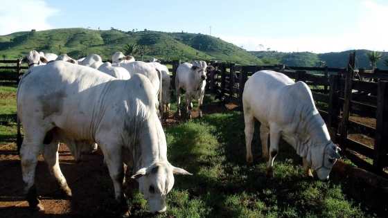 Brasil implementará trazabilidad bovina obligatoria y gradual desde 2027