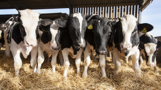 Tecnología y manejo anticipado: claves para reducir el impacto del calor en los tambos durante el verano