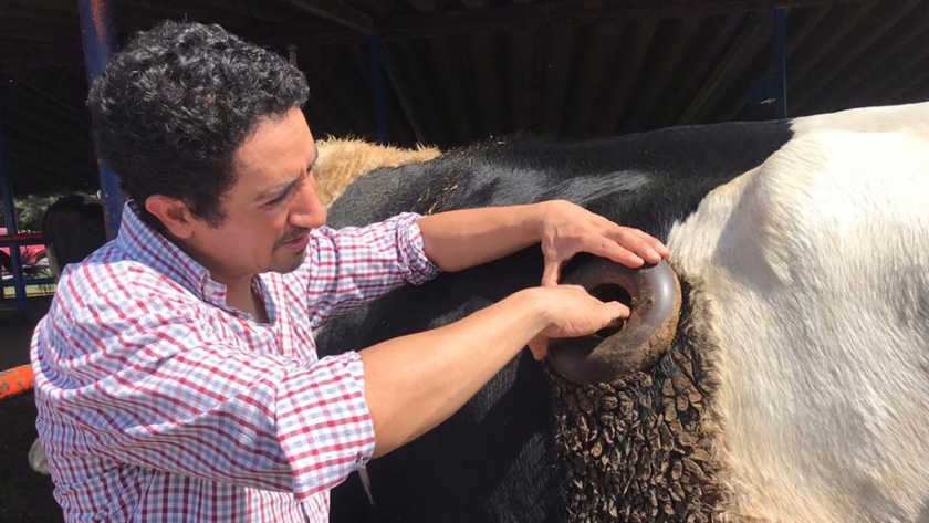 Prueban inhibidor que disminuye producción de metano en ganadería