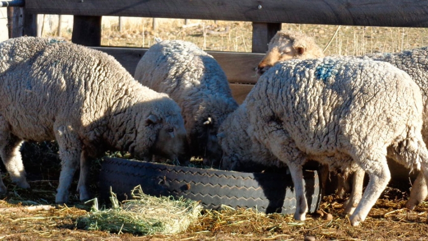 Situación actual y perspectivas del mercado de los productos ovinos