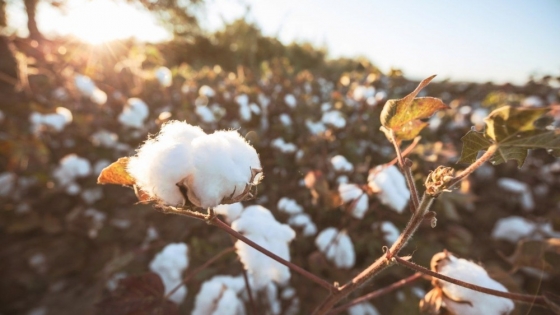 La Aduana denunció subfacturación de 5 millones de dólares en exportaciones de derivadas del algodón y el girasol