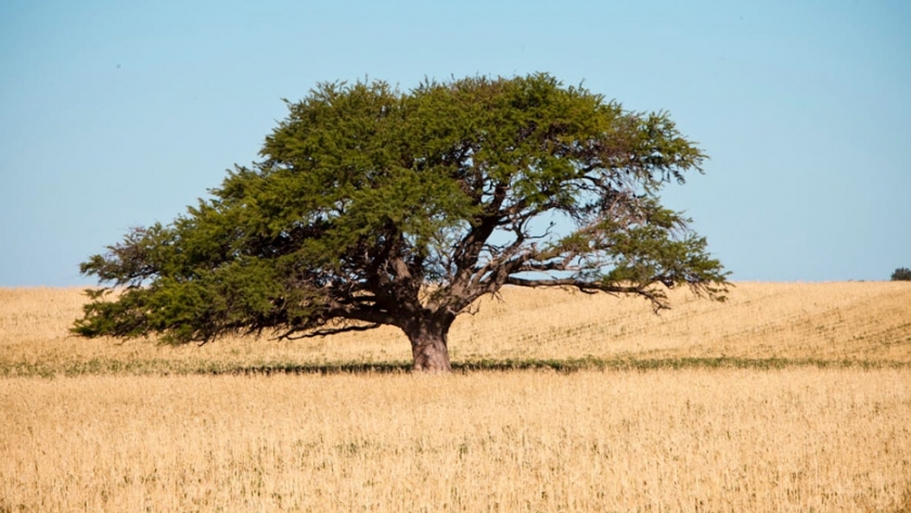 Estrategias para beneficiar producciones agrícolas pampeanas