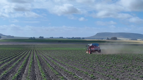 Starkle: el insecticida que revoluciona el control de plagas en soja y papa