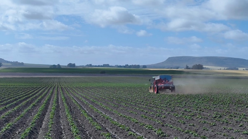 Starkle: el insecticida que revoluciona el control de plagas en soja y papa