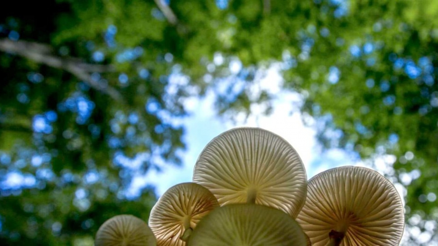 El hongo que podría revolucionar el reciclaje: una especie capaz de alimentarse de plástico