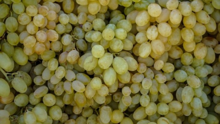 La secretaría de Agricultura fijó el cupo de exportación de mosto a EEUU