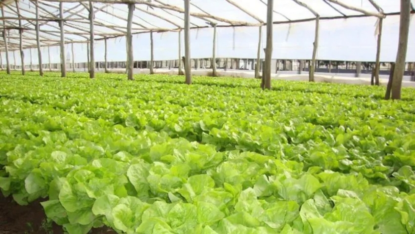 Se autorizó al INTA a realizar ensayos con lechuga para obtener una variedad mejorada