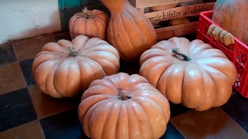 En Entre Ríos, una mujer cosechó calabazas gigantes y fomenta la huerta familiar