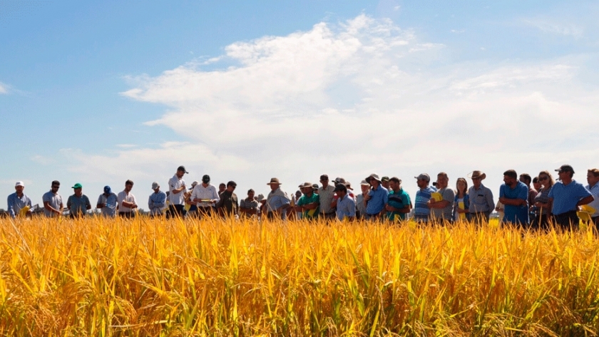 Censo a productores arroceros de Entre Ríos 2019-2020