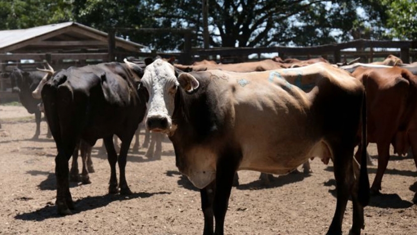 El segundo remate ganadero virtual será el martes 2 de junio en Las Breñas