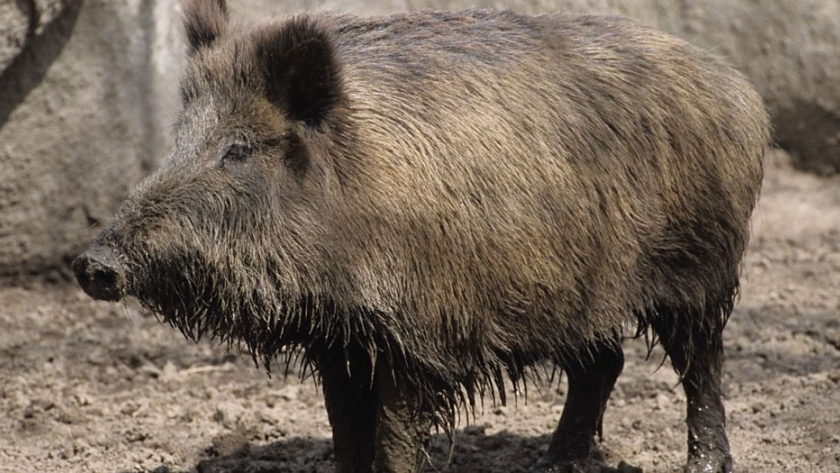 Triquinosis: confirman un nuevo caso en La Pampa