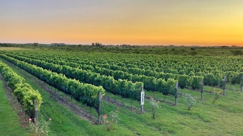 La Argentina vitivinícola, cada vez más diversa de punta a punta