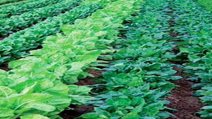 Éxito en el cultivo de espinacas
