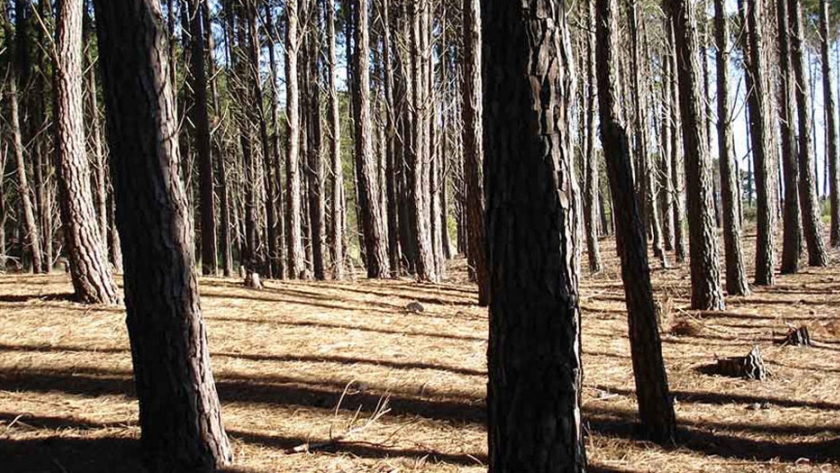 Se contribuye a la conservación de la sanidad forestal en municipios de la costa bonaerense