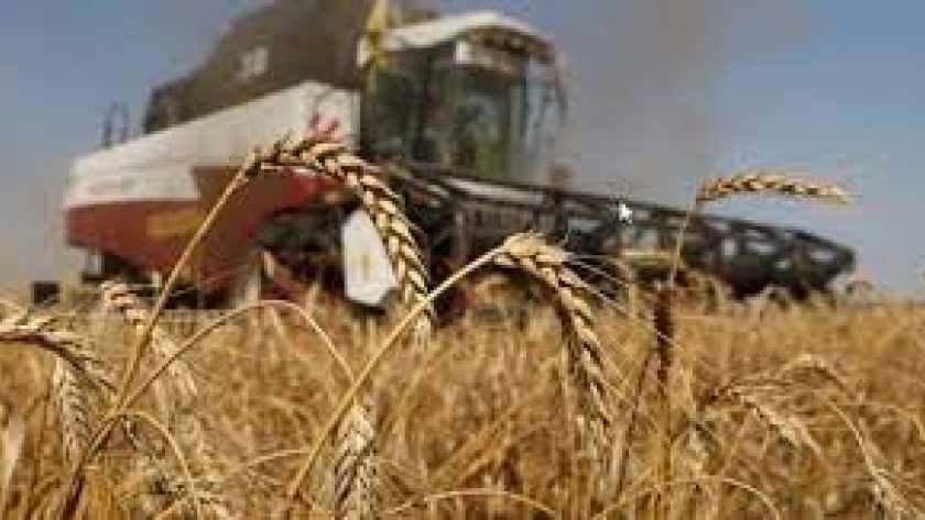 El MAGyP anuncia que Argentina bate récords en producción de trigo