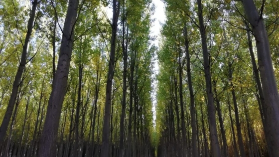 Las exportaciones de madera argentina aumentan 34,5% y consolidan a Estados Unidos como principal destino