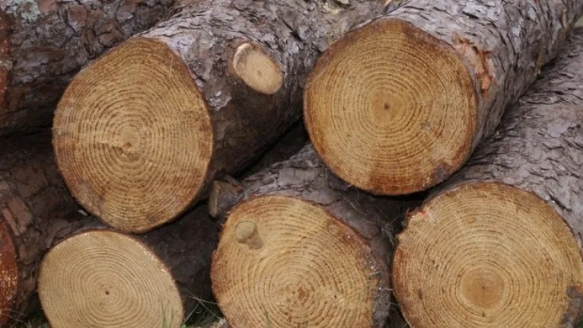 Las exportaciones de madera aumentaron un 18,9% en 2024