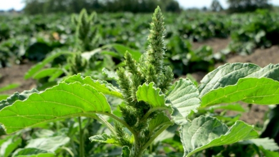 Malezas resistentes a herbicidas desafían a la agricultura en Argentina