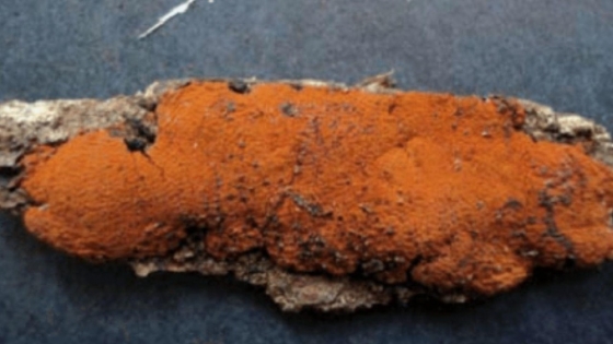 El hongo naranja que revoluciona el aprovechamiento de residuos agrícolas