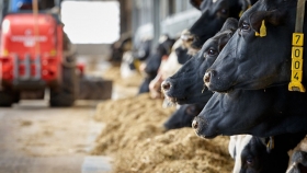 Brasil y Chile autorizan el uso de aditivo alimentario reductor de metano Bovaer® de DSM para carne vacuna y lácteos