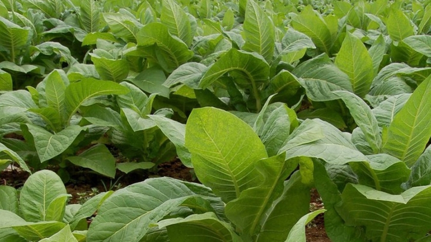 Tabaco: Confirman compra de fertilizantes