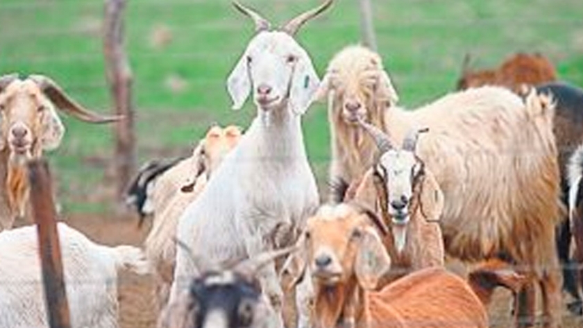 El gobierno mendocino distribuyó $ 1 millón en balanceados para la ganadería caprina