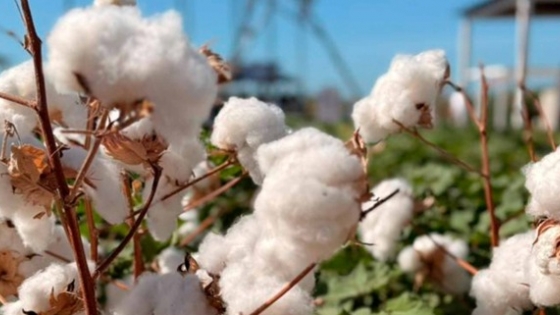 FELPA avanza hacia la industria: la fibra de algodón premium desarrollada en Argentina ya demuestra escala comercial